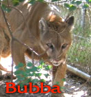cougar Bubba