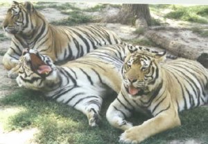 siberian tigers