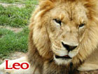 Leo african lion