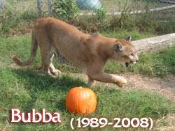 bubba19892008.jpg