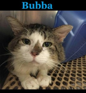 Meet Bubba
