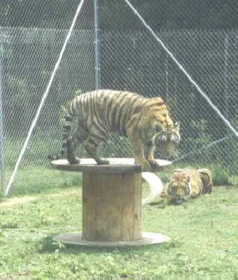 Putty Tat and Gomez Tigers