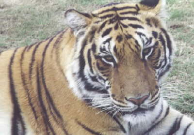 indochinese tiger