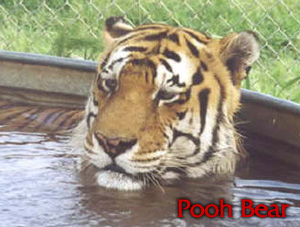 PoohBear tiger