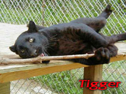 TiggerˍBlackˍPanther.jpg
