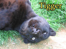 Tigger Panther 