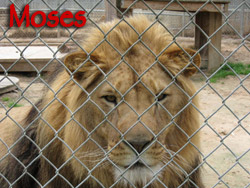 moses2009.jpg