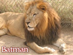 BatmanˍLionˍSanctuary.jpg