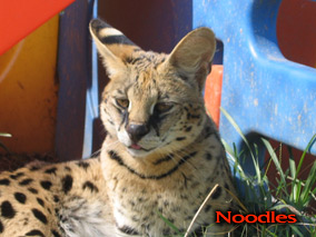 NoodlesˍServal.jpg
