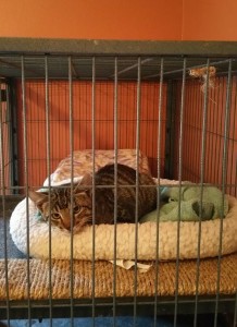 12191602_10206426245149213_4084387451821201690_n