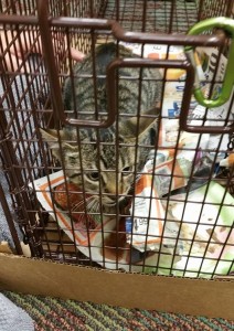 12193468_10206426163107162_1058801487755555058_n