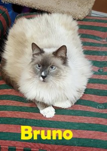 Bruno